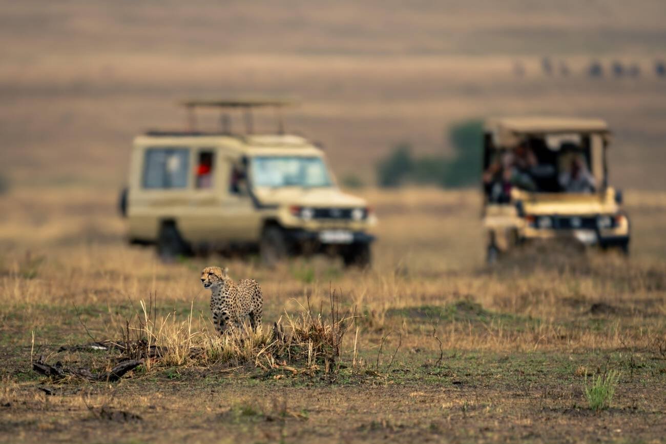 Top 10 Reasons to Go on Safari in Tanzania